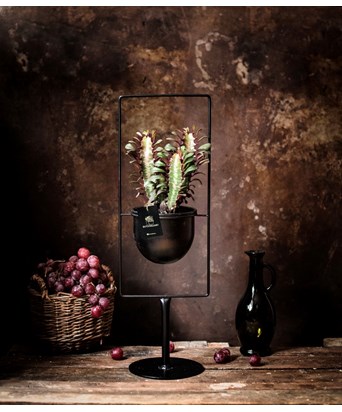 Ayaklı Siyah Saksıda Bordo Euphorbia